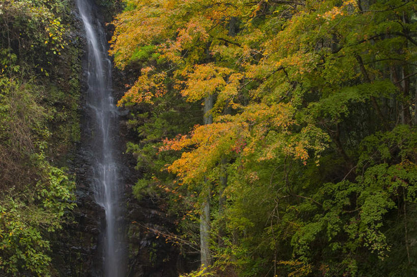 无人,横图,室外,白天,正面,旅游,度假,河流,美景,瀑布,秋季,水,植物,日本,亚洲,飞溅,湍急,溅,液体,河水,景观,水滴,水流,千叶县,娱乐,水珠,树,树木,绿色,自然,享受,休闲,景色,放松,流动,生长,成长,喷洒,自然风光,流淌,东亚,本州,关东地方,本州岛,日本国,千叶,跌水,秋,秋天,彩图