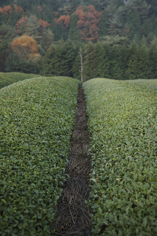 无人,农田,竖图,俯视,室外,白天,旅游,度假,幸福,庄稼,农作物,美景,秋季,树林,植物,茶,叶子,奈良县,日本,亚洲,许多,景观,茶叶,枯叶,落叶,娱乐,茶园,树,树木,红色,绿色,自然,享受,休闲,温馨,景色,放松,乐趣,生长,成长,提神,舒适,自然风光,醒脑,东亚,本州,本州岛,日本国,近畿地方,奈良,近畿,茶山,叶,叶片,秋,秋天,彩图,高角度拍摄,耕地,庄稼田