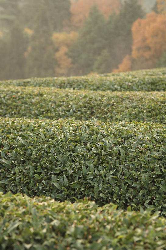 无人,农田,竖图,室外,白天,正面,旅游,度假,幸福,庄稼,农作物,美景,秋季,树林,植物,茶,叶子,奈良县,日本,亚洲,许多,阴影,光线,影子,景观,茶叶,枯叶,落叶,娱乐,茶园,树,树木,红色,绿色,阳光,自然,享受,休闲,温馨,景色,放松,乐趣,生长,成长,提神,舒适,自然风光,醒脑,东亚,本州,本州岛,日本国,近畿地方,奈良,近畿,茶山,叶,叶片,秋,秋天,彩图,耕地,庄稼田