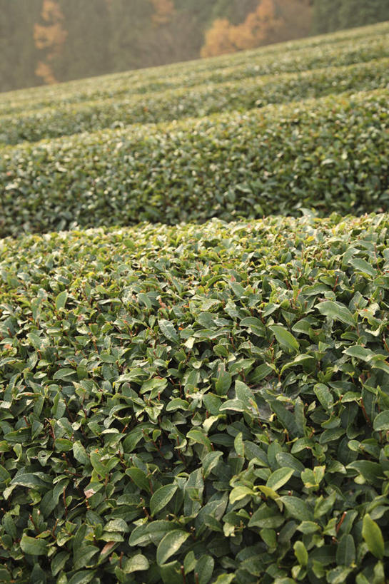 无人,农田,竖图,室外,白天,正面,旅游,度假,幸福,庄稼,农作物,美景,秋季,树林,植物,茶,叶子,奈良县,日本,亚洲,许多,阴影,光线,影子,景观,茶叶,枯叶,落叶,娱乐,茶园,树,树木,红色,绿色,阳光,自然,享受,休闲,温馨,景色,放松,乐趣,生长,成长,提神,舒适,自然风光,醒脑,东亚,本州,本州岛,日本国,近畿地方,奈良,近畿,茶山,叶,叶片,秋,秋天,彩图,耕地,庄稼田