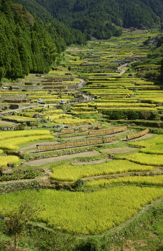 无人,栏杆,竖图,俯视,室外,白天,旅游,度假,梯田,石头,美景,山,山脉,树林,植物,汽车,爱知县,日本,亚洲,阴影,光线,石子,影子,栅栏,景观,篱笆,山顶,山峰,围栏,山峦,娱乐,护栏,车,树,树木,绿色,阳光,自然,交通工具,轿车,群山,享受,休闲,景色,放松,生长,成长,自然风光,载具,东亚,沉积岩,本州,本州岛,日本国,中部地方,爱知,颠峰,极峰,水成岩,石块,岩石,彩图,高角度拍摄
