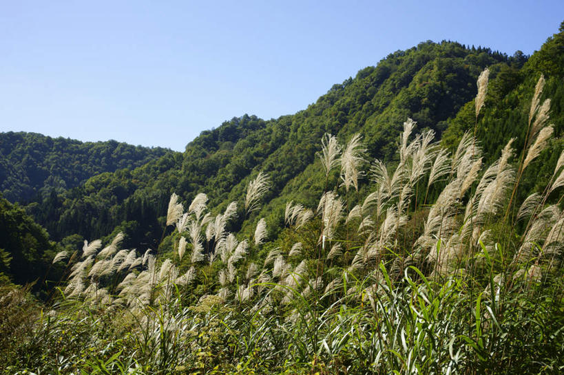 无人,横图,室外,白天,正面,旅游,度假,草地,草原,草坪,石头,美景,山,山脉,树林,植物,日本,亚洲,阴影,光线,石子,影子,景观,山顶,山峰,芒草,山峦,娱乐,草,树,树木,蓝色,绿色,蓝天,天空,阳光,自然,群山,天,享受,休闲,景色,放松,生长,晴朗,成长,自然风光,东亚,沉积岩,本州,万里无云,本州岛,日本国,中部地方,岐阜,岐阜县,颠峰,极峰,水成岩,石块,岩石,晴空,晴空万里,彩图