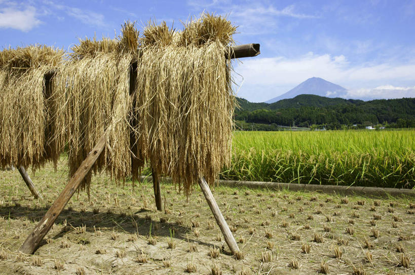 无人,家,农田,横图,室外,白天,正面,旅游,度假,农业,庄稼,农作物,火山,石头,美景,山,山脉,植物,富士山,静冈县,日本,亚洲,阴影,光线,石子,影子,房屋,屋子,稻田,景观,山顶,山峰,云,云朵,山峦,云彩,娱乐,楼房,住宅,树,树木,蓝色,绿色,白云,蓝天,天空,阳光,自然,群山,天,享受,休闲,景色,放松,生长,晴朗,成长,自然风光,东亚,沉积岩,本州,本州岛,日本国,中部地方,静冈,山梨,山梨县,颠峰,极峰,水成岩,活火山,石块,死火山,休眠火山,岩石,晴空,彩图,耕地,庄稼田,房子