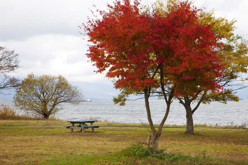 无人,横图,室外,白天,正面,旅游,度假,草地,草坪,石头,美景,秋季,山,山脉,植物,轮船,船,叶子,日本,亚洲,一把,一艘,阴影,光线,石子,影子,长凳,景观,山顶,山峰,云,云朵,枯叶,落叶,山峦,云彩,娱乐,草,树,树木,黄色,红色,蓝色,绿色,白云,蓝天,天空,阳光,自然,交通工具,群山,天,享受,休闲,景色,放松,生长,晴朗,成长,自然风光,载具,东亚,沉积岩,本州,本州岛,日本国,近畿地方,近畿,滋贺,滋贺县,琵琶湖,颠峰,极峰,水成岩,叶,叶片,石块,岩石,晴空,秋,秋天,彩图