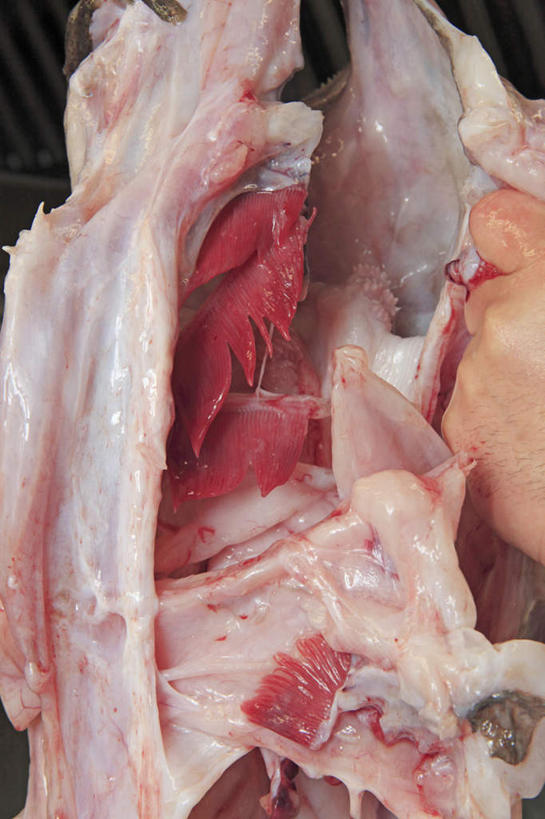 东方人,手,内脏,一个人,厨师,拉,竖图,室内,特写,白天,正面,烹饪,厨房,亚洲,仅一个男性,仅一个人,阴影,反射,影子,肉,鱼肉,料理,食品,拿,拿着,黄种人,拉开,菜肴,美食,肉类,食物,仅一个年轻男性,日式,手部,佳肴,肉食,安康鱼,蛤蟆鱼,老头鱼,结巴鱼,丑婆,鮟鱇,鮟鱇鱼,哈蟆鱼,海哈蟆,琵琶鱼,男人,男性,年轻男性,亚洲人,厨师长,厨子,大厨,主厨,半身,彩图,灶间