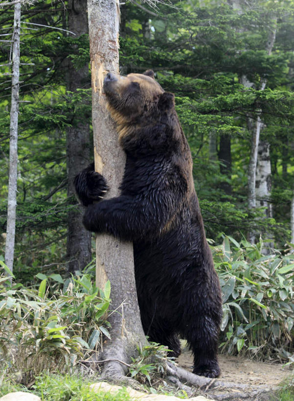 无人,站,竖图,室外,白天,侧面,旅游,度假,美景,森林,树林,植物,野生动物,熊,北海道,日本,亚洲,景观,注视,娱乐,树,树木,一只,绿色,自然,动物,观察,看,站着,享受,休闲,景色,放松,生长,成长,抱着,观看,察看,关注,自然风光,凶猛,东亚,日本国,北海道地方,北海道岛,残暴,凶残,棕熊,马熊,站立,彩图,全身