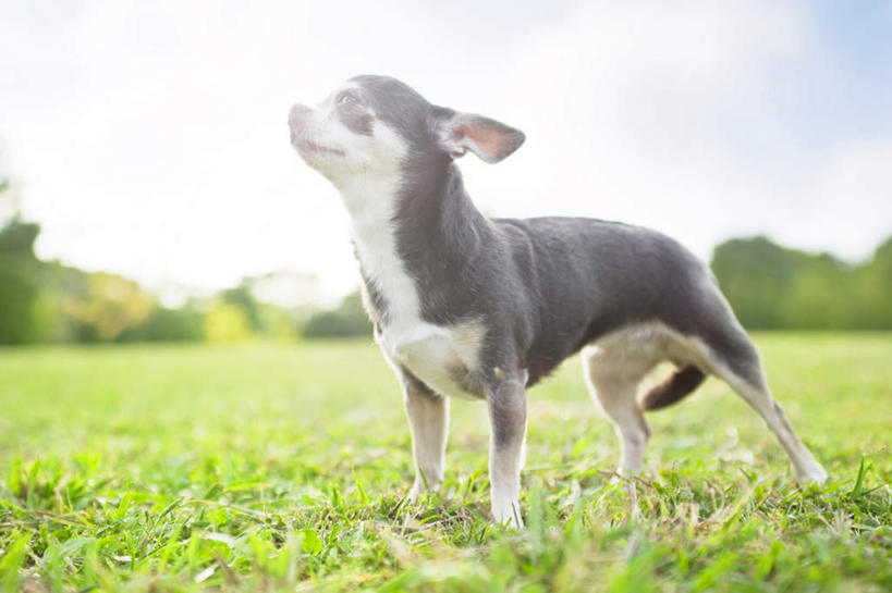 无人,站,横图,室外,特写,白天,侧面,旅游,度假,草地,草坪,美景,树林,植物,宠物,狗,一排,阴影,朦胧,模糊,整齐,光线,影子,景观,云,云朵,吉娃娃,云彩,娱乐,草,树,树木,排列,一只,蓝色,绿色,黑色,白云,蓝天,天空,阳光,自然,动物,天,站着,享受,休闲,景色,放松,可爱,生长,晴朗,成长,队列,自然风光,忠诚,芝娃娃,奇娃娃,吉娃娃犬,齐花花,晴空,犬,站立,彩图,全身