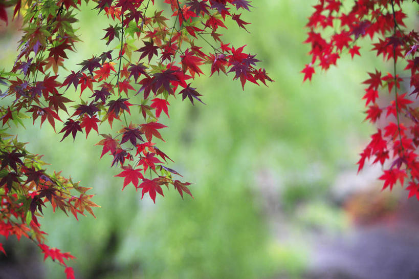 无人,横图,室外,特写,白天,仰视,旅游,度假,美景,秋季,叶子,神奈川,日本,亚洲,许多,朦胧,模糊,景观,枫叶,枯叶,落叶,神奈川县,娱乐,黄色,红色,自然,享受,休闲,景色,放松,枫树叶,自然风光,东亚,本州,关东地方,本州岛,日本国,叶,叶片,秋,秋天,彩图,低角度拍摄