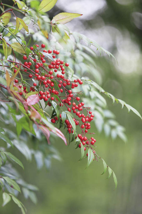 无人,竖图,室外,特写,白天,正面,旅游,度假,美景,浆果,水果,叶子,京都,日本,亚洲,许多,新鲜,景观,灯笼果,生食,食品,果实,绿叶,娱乐,食物,红色,自然,享受,休闲,嫩叶,景色,放松,有机食品,绿色食品,京都府,自然风光,红醋栗,东亚,本州,本州岛,日本国,近畿地方,近畿,叶,叶片,醋栗,彩图