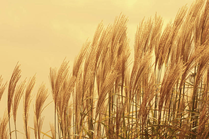 无人,横图,室外,白天,正面,旅游,度假,美景,日落,植物,日本,亚洲,许多,枯萎,景观,晚霞,霞光,落日,枯草,芒草,蒲苇,娱乐,草,黄色,白色,自然,黄昏,享受,休闲,景色,彩霞,放松,自然风光,东亚,日本国,夕照,夕阳,彩图,斜阳