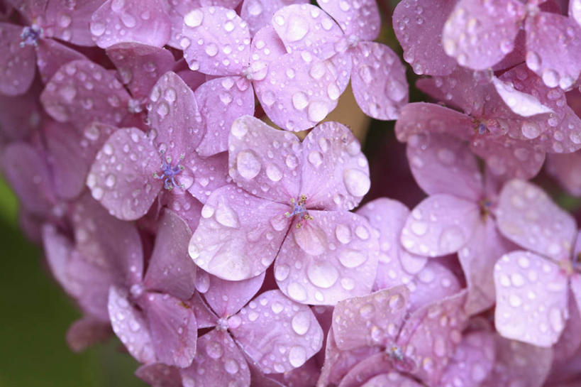 无人,横图,俯视,室外,特写,白天,旅游,度假,骄傲,美景,水,八仙花,日本,亚洲,许多,朦胧,模糊,盛开,液体,景观,水滴,粉红,花蕾,娱乐,水珠,花,花瓣,花朵,鲜花,粉色,自然,露珠,花苞,花蕊,绣球花,享受,休闲,景色,放松,大阪,紫阳花,洋绣球,自然风光,东亚,本州,大阪府,本州岛,日本国,近畿地方,近畿,草绣球,斗球,七变化,粉团花,善变,彩图,高角度拍摄