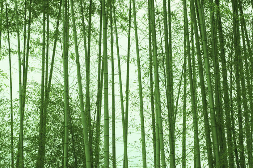 无人,横图,室外,白天,白色背景,正面,旅游,度假,美景,树林,植物,竹子,日本,亚洲,景观,竹林,娱乐,树,树木,绿色,自然,享受,休闲,景色,放松,大阪,生长,成长,自然风光,东亚,本州,大阪府,本州岛,日本国,近畿地方,近畿,彩图