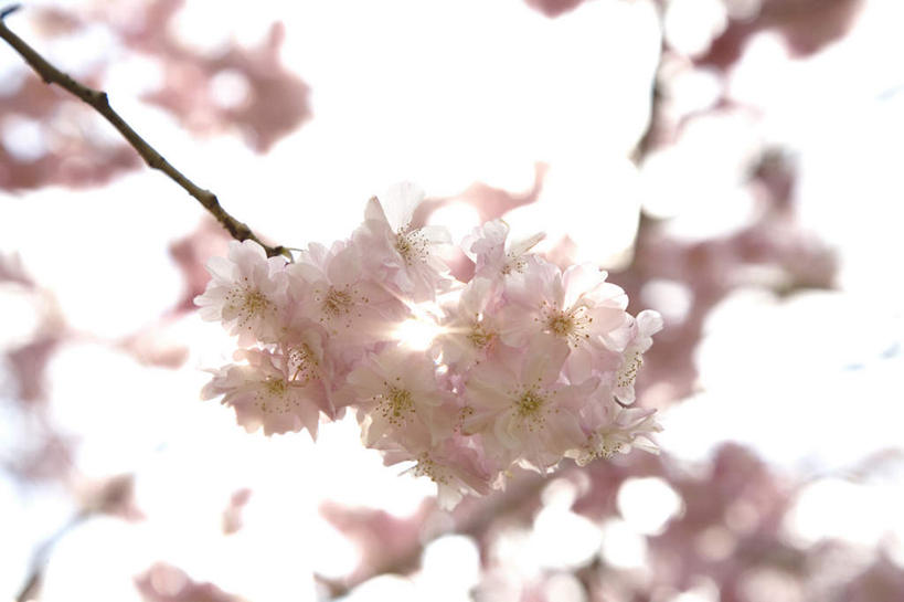 无人,横图,室外,白天,仰视,旅游,度假,美景,植物,樱花,日本,亚洲,朦胧,模糊,盛开,景观,花蕾,娱乐,花,花瓣,花朵,鲜花,树,树木,粉色,绿色,自然,花苞,花蕊,享受,休闲,景色,放松,生长,成长,自然风光,东亚,本州,关东地方,本州岛,日本国,栃木,栃木县,仙樱花,福岛樱,青肤樱,荆桃,彩图,低角度拍摄