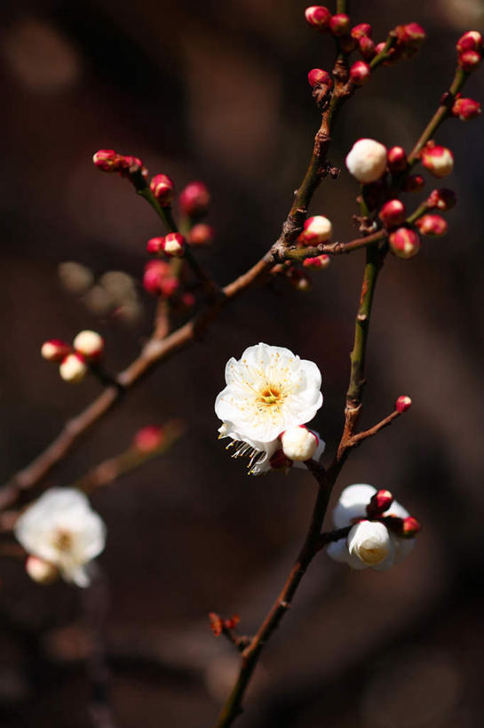 无人,竖图,俯视,室外,白天,旅游,度假,美景,植物,日本,亚洲,许多,盛开,景观,梅花,花蕾,娱乐,花,花瓣,花朵,花卉,鲜花,树,树木,绿色,白色,自然,花苞,花蕊,享受,休闲,景色,放松,生长,成长,高雅,坚强,自然风光,东亚,本州,关东地方,本州岛,日本国,崎玉,崎玉县,梅,彩图,高角度拍摄