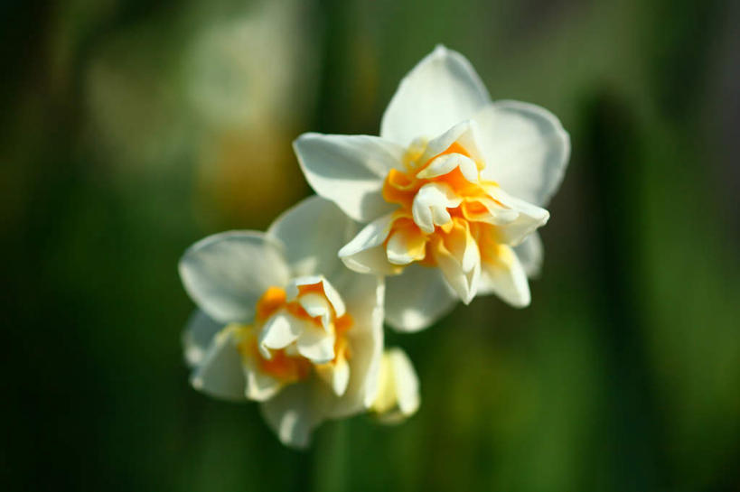 无人,横图,室外,特写,白天,正面,爱情,旅游,度假,陶醉,美景,植物,水仙花,日本,亚洲,朦胧,模糊,盛开,景观,娱乐,花,花瓣,花朵,花卉,鲜花,两朵,白色,自然,花蕊,享受,休闲,景色,放松,自然风光,记忆,东亚,本州,关东地方,本州岛,日本国,金盏银台,玉玲珑,女史花,雅蒜,天蒜,崎玉,崎玉县,敬意,自恋,凌波仙子,水仙,天葱,彩图