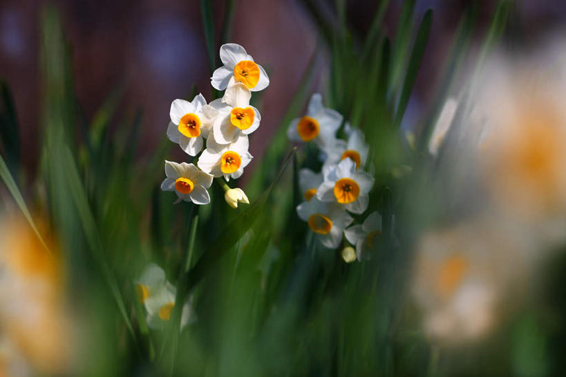 无人,横图,俯视,室外,特写,白天,爱情,旅游,度假,陶醉,美景,植物,水仙花,日本,亚洲,许多,阴影,朦胧,模糊,盛开,光线,影子,景观,娱乐,花,花瓣,花朵,花卉,鲜花,白色,阳光,自然,花蕊,享受,休闲,景色,放松,自然风光,记忆,东亚,本州,关东地方,本州岛,日本国,金盏银台,玉玲珑,女史花,雅蒜,天蒜,崎玉,崎玉县,敬意,自恋,凌波仙子,水仙,天葱,彩图,高角度拍摄