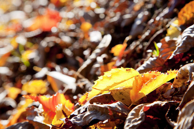 无人,横图,俯视,室外,白天,旅游,度假,美景,秋季,叶子,日本,亚洲,景观,枯叶,落叶,娱乐,红色,自然,享受,休闲,景色,放松,自然风光,东亚,本州,关东地方,本州岛,日本国,栃木,栃木县,叶,叶片,秋,秋天,彩图,高角度拍摄