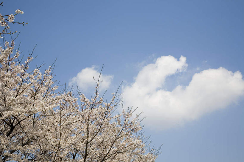 无人,横图,室外,白天,仰视,旅游,度假,美景,植物,樱花,日本,亚洲,许多,盛开,景观,云,云朵,云彩,娱乐,花,花瓣,花朵,花卉,鲜花,粉色,蓝色,白云,蓝天,天空,自然,天,花蕊,享受,休闲,景色,放松,晴朗,自然风光,东亚,本州,关东地方,本州岛,日本国,栃木,栃木县,仙樱花,福岛樱,青肤樱,晴空,荆桃,彩图,低角度拍摄