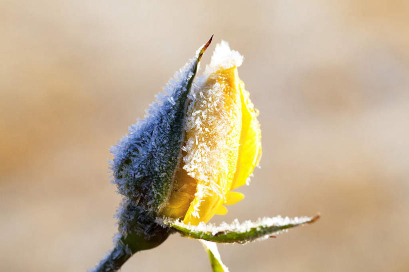 无人,横图,室外,特写,白天,正面,旅游,度假,美景,植物,日本,亚洲,阴影,朦胧,模糊,盛开,光线,影子,景观,娱乐,花,花瓣,花朵,花卉,鲜花,一朵,黄色,阳光,自然,花蕊,享受,休闲,景色,放松,自然风光,东亚,日本国,彩图