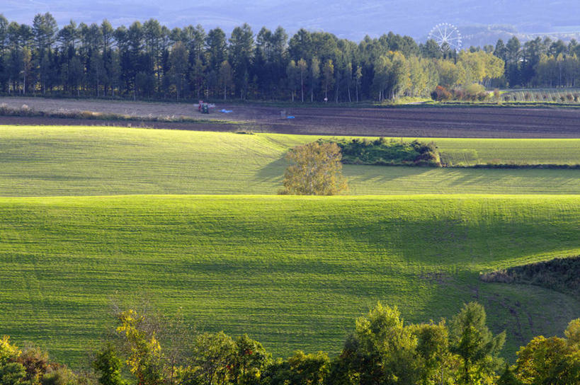 无人,横图,俯视,室外,白天,旅游,度假,草地,草坪,美景,森林,树林,植物,北海道,日本,亚洲,阴影,光线,影子,景观,娱乐,草,树,树木,绿色,阳光,自然,享受,休闲,景色,放松,生长,成长,自然风光,东亚,日本国,北海道地方,北海道岛,美瑛町,美瑛,彩图,高角度拍摄