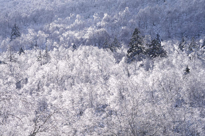 无人,横图,俯视,室外,白天,旅游,度假,美景,森林,树林,雪,植物,大雪,北海道,日本,亚洲,积雪,景观,雪景,冬季,冬天,娱乐,树,树木,绿色,自然,享受,休闲,景色,放松,寒冷,生长,成长,自然风光,东亚,日本国,北海道地方,北海道岛,严寒,彩图,高角度拍摄