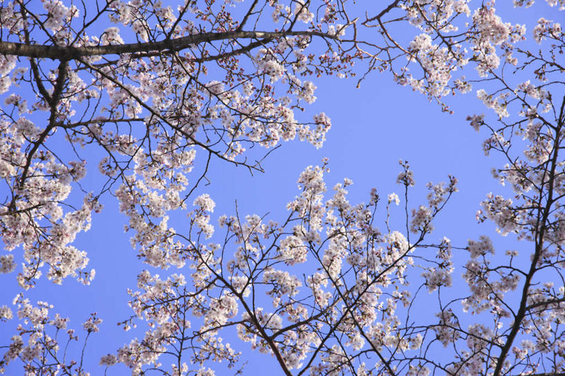 无人,横图,室外,白天,仰视,旅游,度假,美景,植物,樱花,京都,日本,亚洲,许多,阴影,光线,影子,景观,花蕾,娱乐,花瓣,花朵,花卉,鲜花,粉色,蓝色,蓝天,天空,阳光,自然,天,花苞,享受,休闲,景色,放松,京都府,自然风光,东亚,本州,本州岛,日本国,近畿地方,近畿,仙樱花,福岛樱,青肤樱,荆桃,彩图,低角度拍摄