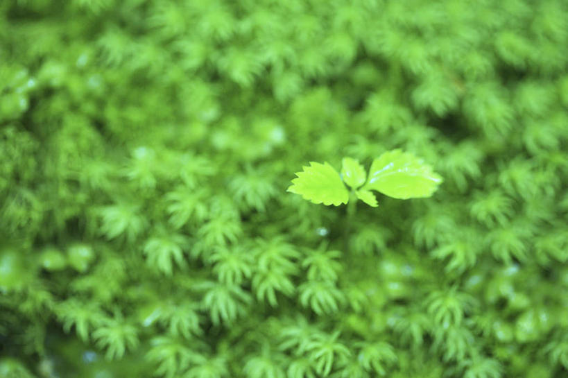 无人,横图,俯视,室外,特写,白天,旅游,度假,草地,草坪,美景,植物,叶子,鹿儿岛,日本,亚洲,朦胧,模糊,景观,绿叶,娱乐,草,绿色,自然,享受,休闲,嫩叶,景色,放松,自然风光,东亚,日本国,九州本岛,九州,九州岛,九州地方,鹿儿岛县,叶,叶片,彩图,高角度拍摄