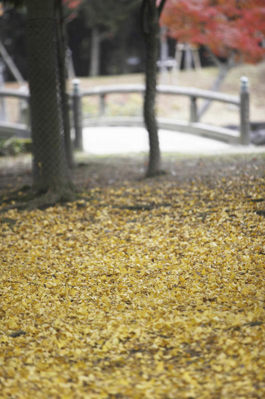 无人,竖图,俯视,室外,白天,旅游,度假,美景,植物,叶子,奈良县,日本,亚洲,景观,枯叶,落叶,娱乐,树,树干,树木,黄色,绿色,自然,享受,休闲,景色,放松,生长,成长,自然风光,东亚,本州,本州岛,日本国,近畿地方,奈良,近畿,叶,叶片,彩图,高角度拍摄