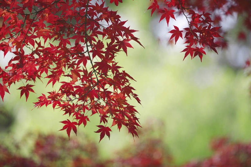 无人,横图,室外,白天,仰视,旅游,度假,美景,枫树,叶子,奈良县,日本,亚洲,许多,朦胧,模糊,景观,枫叶,娱乐,红色,自然,享受,休闲,景色,放松,枫树叶,自然风光,东亚,本州,本州岛,日本国,近畿地方,奈良,近畿,槭树,鸡爪槭,叶,叶片,鸡爪枫,彩图,低角度拍摄