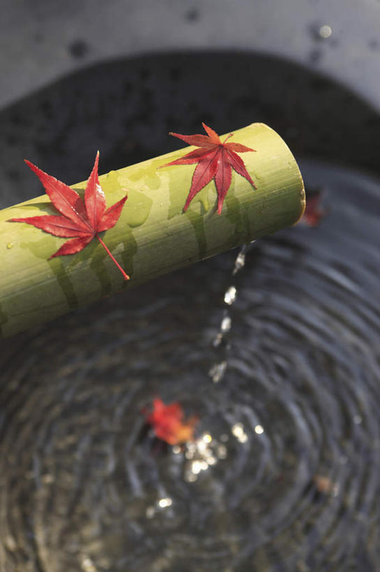 无人,竖图,俯视,室外,特写,白天,旅游,度假,美景,水,叶子,京都,日本,亚洲,波纹,飞溅,朦胧,模糊,溅,液体,景观,水滴,枫叶,枯叶,落叶,涟漪,娱乐,水珠,红色,水纹,自然,波浪,享受,休闲,景色,放松,竹管,京都府,枫树叶,喷洒,自然风光,东亚,本州,本州岛,日本国,近畿地方,近畿,水晕,叶,叶片,彩图,高角度拍摄