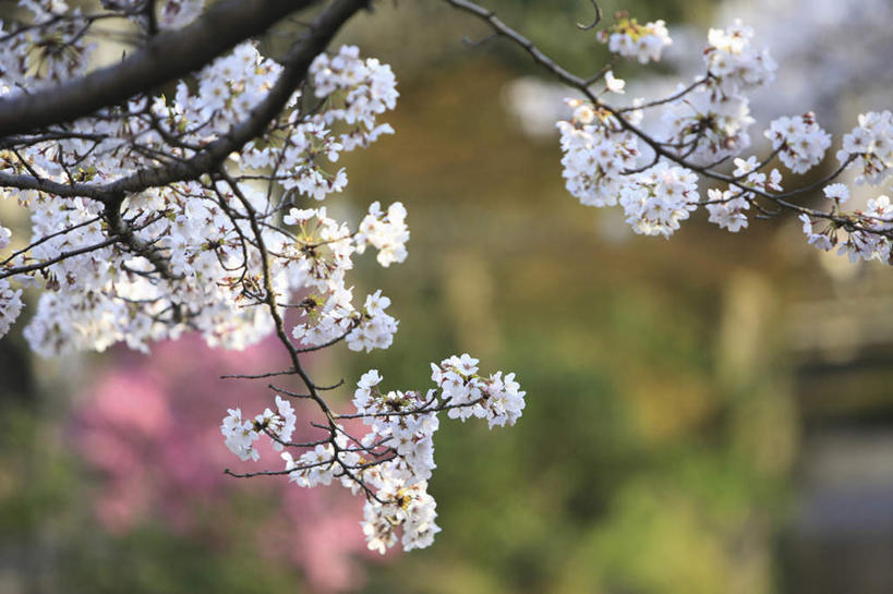 无人,横图,室外,特写,白天,正面,爱情,旅游,度假,美景,植物,桃花,京都,日本,亚洲,许多,朦胧,模糊,盛开,景观,娱乐,花,花瓣,花朵,花卉,鲜花,树,树木,粉色,绿色,自然,花蕊,享受,休闲,景色,放松,京都府,生长,成长,俘虏,自然风光,东亚,本州,本州岛,日本国,近畿地方,近畿,彩图