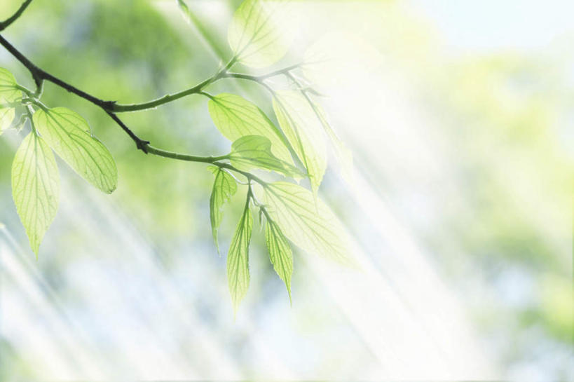 无人,横图,室外,白天,仰视,旅游,度假,美景,植物,叶子,日本,亚洲,阴影,光线,影子,景观,绿叶,娱乐,树,树木,绿色,阳光,自然,享受,休闲,嫩叶,景色,放松,大阪,生长,成长,自然风光,东亚,本州,大阪府,本州岛,日本国,近畿地方,近畿,叶,叶片,彩图,低角度拍摄