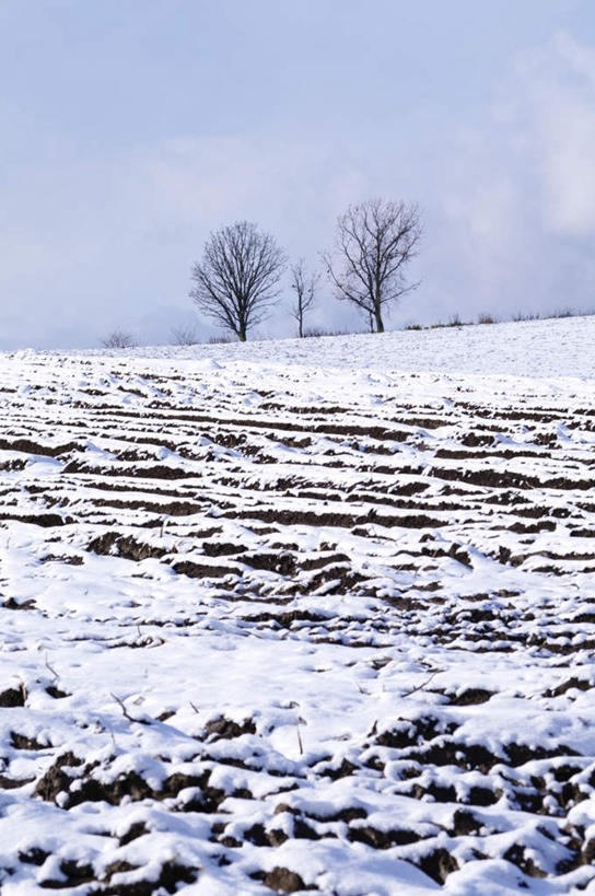 无人,竖图,室外,白天,正面,旅游,度假,美景,森林,树林,雪,植物,大雪,北海道,日本,亚洲,积雪,景观,雪景,冬季,冬天,娱乐,树,树木,蓝色,绿色,蓝天,天空,自然,天,享受,休闲,景色,放松,寒冷,生长,成长,自然风光,东亚,日本国,北海道地方,北海道岛,严寒,彩图