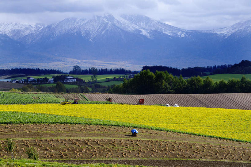 无人,农田,横图,俯视,室外,白天,旅游,度假,农业,庄稼,农作物,草地,草坪,美景,森林,山,山脉,树林,雪,雪山,植物,大雪,北海道,日本,亚洲,稻田,积雪,景观,山峰,雪景,冬季,冬天,山峦,娱乐,草,树,树木,绿色,自然,群山,享受,休闲,景色,放松,寒冷,生长,成长,自然风光,东亚,日本国,北海道地方,北海道岛,严寒,彩图,高角度拍摄,耕地,庄稼田