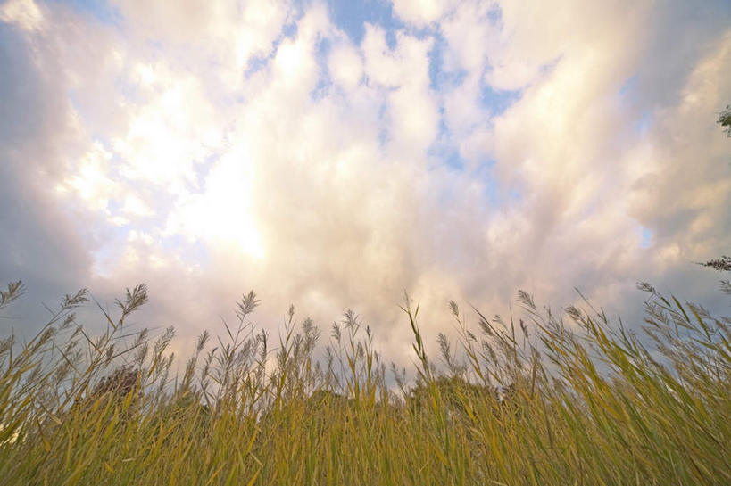 无人,横图,室外,白天,仰视,旅游,度假,草地,草坪,美景,植物,日本,亚洲,景观,云,云朵,芒草,云彩,娱乐,草,蓝色,绿色,白云,蓝天,天空,自然,天,享受,休闲,景色,放松,晴朗,自然风光,东亚,本州,关东地方,本州岛,日本国,栃木,栃木县,晴空,彩图,低角度拍摄