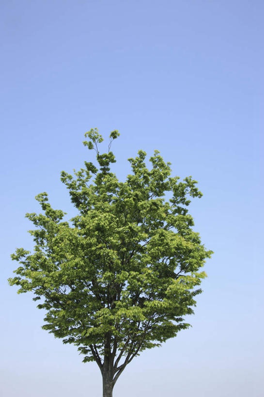 无人,竖图,室外,白天,仰视,旅游,度假,美景,植物,日本,亚洲,一棵,景观,云,云朵,云彩,娱乐,树,树木,蓝色,绿色,白云,蓝天,天空,自然,天,享受,休闲,景色,放松,大阪,生长,晴朗,成长,自然风光,东亚,本州,大阪府,本州岛,日本国,近畿地方,近畿,晴空,彩图,低角度拍摄