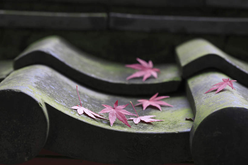 无人,横图,室外,白天,正面,旅游,度假,美景,秋季,叶子,奈良县,日本,亚洲,许多,阴影,反射,瓦片,影子,屋檐,景观,枫叶,落叶,娱乐,檐,红色,自然,享受,休闲,景色,放松,枫树叶,自然风光,东亚,本州,本州岛,日本国,近畿地方,奈良,近畿,鸡爪槭,叶,叶片,秋,秋天,鸡爪枫,彩图