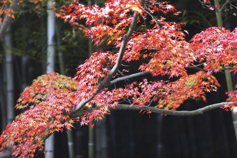 无人,横图,室外,白天,正面,旅游,度假,美景,植物,叶子,京都,日本,亚洲,许多,朦胧,模糊,景观,枫叶,娱乐,树,树木,红色,绿色,自然,享受,休闲,景色,放松,京都府,生长,成长,枫树叶,自然风光,东亚,本州,本州岛,日本国,近畿地方,近畿,鸡爪槭,叶,叶片,鸡爪枫,彩图