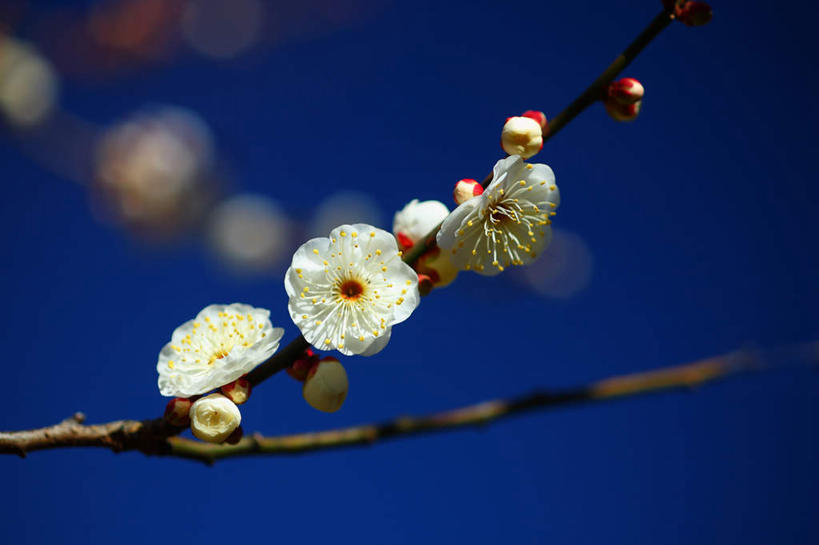 无人,横图,室外,白天,仰视,旅游,度假,美景,植物,东京,日本,亚洲,许多,盛开,景观,梅花,娱乐,花,花瓣,花朵,花卉,鲜花,树,树干,树木,蓝色,绿色,蓝天,天空,自然,天,花蕊,享受,休闲,景色,放松,生长,晴朗,成长,高雅,坚强,自然风光,东亚,本州,万里无云,关东地方,本州岛,日本国,东京都,梅,晴空,晴空万里,彩图,低角度拍摄