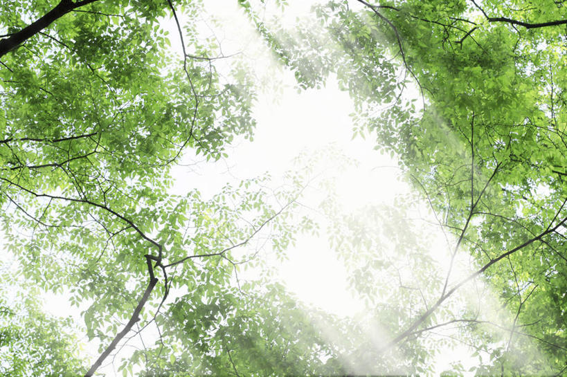 无人,横图,室外,白天,仰视,旅游,度假,美景,植物,叶子,日本,亚洲,阴影,光线,影子,景观,绿叶,娱乐,树,树木,绿色,阳光,自然,享受,休闲,嫩叶,景色,放松,大阪,生长,成长,自然风光,东亚,本州,大阪府,本州岛,日本国,近畿地方,近畿,叶,叶片,彩图,低角度拍摄