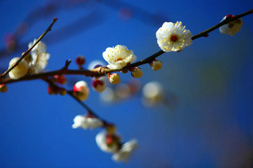 无人,横图,室外,特写,白天,仰视,旅游,度假,美景,植物,东京,日本,亚洲,许多,朦胧,模糊,盛开,景观,梅花,娱乐,花,花瓣,花朵,花卉,鲜花,树,树干,树木,蓝色,绿色,蓝天,天空,自然,天,花蕊,享受,休闲,景色,放松,生长,晴朗,成长,高雅,坚强,自然风光,东亚,本州,万里无云,关东地方,本州岛,日本国,东京都,梅,晴空,晴空万里,彩图,低角度拍摄
