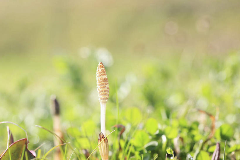 无人,横图,室外,特写,白天,正面,旅游,度假,美景,奈良县,日本,亚洲,许多,阴影,朦胧,模糊,盛开,光线,影子,景观,花蕾,娱乐,花,花瓣,花朵,鲜花,阳光,自然,花苞,花蕊,享受,休闲,景色,放松,自然风光,东亚,本州,本州岛,日本国,近畿地方,奈良,近畿,问荆,接续草,公母草,搂接草,空心草,马蜂草,猪鬃草,黄蚂草,节节草,接骨草,彩图