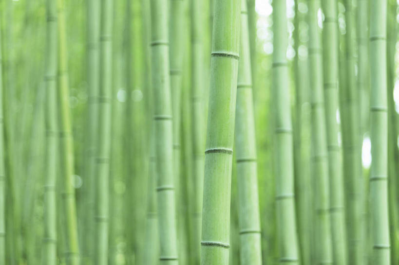 无人,横图,室外,白天,正面,旅游,度假,美景,森林,树林,植物,京都,日本,亚洲,一排,整齐,景观,竹林,娱乐,树,树木,排列,绿色,自然,享受,休闲,景色,放松,京都府,生长,成长,队列,自然风光,东亚,本州,本州岛,日本国,近畿地方,近畿,彩图