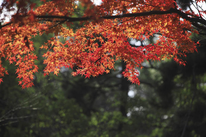 无人,横图,室外,白天,仰视,旅游,度假,美景,植物,枫树,叶子,京都,日本,亚洲,许多,朦胧,模糊,景观,枫叶,娱乐,树,树木,红色,绿色,自然,享受,休闲,景色,放松,京都府,生长,成长,枫树叶,自然风光,东亚,本州,本州岛,日本国,近畿地方,近畿,槭树,鸡爪槭,叶,叶片,鸡爪枫,彩图,低角度拍摄