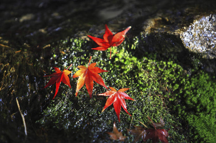 无人,横图,俯视,室外,白天,旅游,度假,美景,植物,叶子,京都,日本,亚洲,四片,阴影,光线,影子,景观,青苔,枫叶,枯叶,落叶,苔藓,娱乐,黄色,红色,绿色,阳光,自然,享受,休闲,景色,放松,京都府,枫树叶,自然风光,东亚,本州,本州岛,日本国,近畿地方,近畿,槭树,鸡爪槭,叶,叶片,鸡爪枫,彩图,高角度拍摄