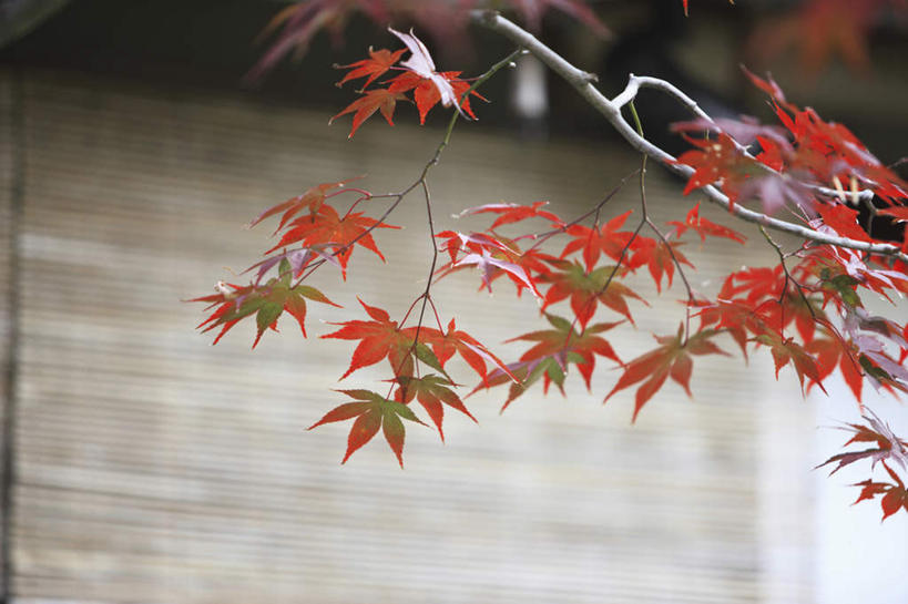 无人,横图,室外,白天,仰视,旅游,度假,美景,秋季,植物,叶子,京都,日本,亚洲,景观,枫叶,娱乐,树,树木,树枝,黄色,红色,绿色,自然,享受,休闲,景色,放松,京都府,生长,成长,枫树叶,自然风光,东亚,本州,本州岛,日本国,近畿地方,近畿,叶,叶片,秋,秋天,彩图,低角度拍摄