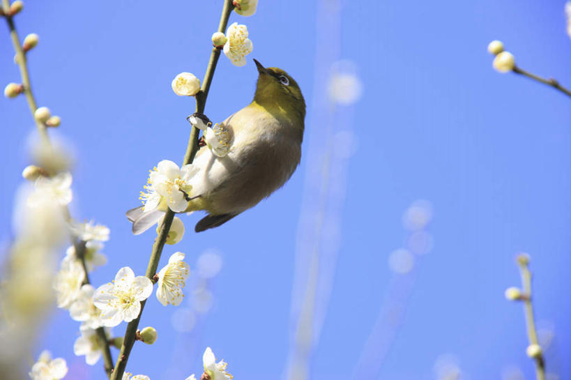 无人,站,横图,室外,特写,白天,仰视,旅游,度假,美景,植物,鸟,日本,亚洲,阴影,朦胧,模糊,盛开,光线,鸟类,影子,景观,梅花,花蕾,娱乐,花,花瓣,花朵,鲜花,树,树木,树枝,一只,蓝色,绿色,白色,蓝天,天空,阳光,自然,天,花苞,花蕊,站着,享受,休闲,景色,放松,生长,成长,高雅,坚强,自然风光,东亚,日本国,白眼鸟,梅,站立,彩图,低角度拍摄,全身