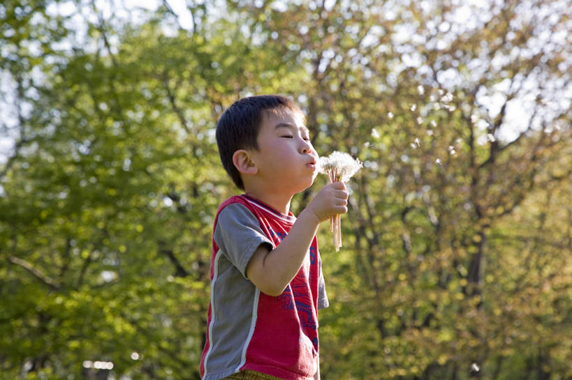 东方人,儿童,一个人,站,横图,室外,特写,白天,侧面,仰视,爱情,纯洁,植物,蒲公英,亚洲,仅一个男性,仅一个人,盛开,黄种人,花,花瓣,花朵,花卉,鲜花,树,树木,一朵,小孩,绿色,自然,花蕊,吹,站着,仅一个小孩,可爱,童年,童趣,生长,成长,童真,烂漫,无邪,开朗,天真,男孩,男人,男性,亚洲人,孩子,蒲公草,尿床草,站立,半身,彩图,低角度拍摄,男生