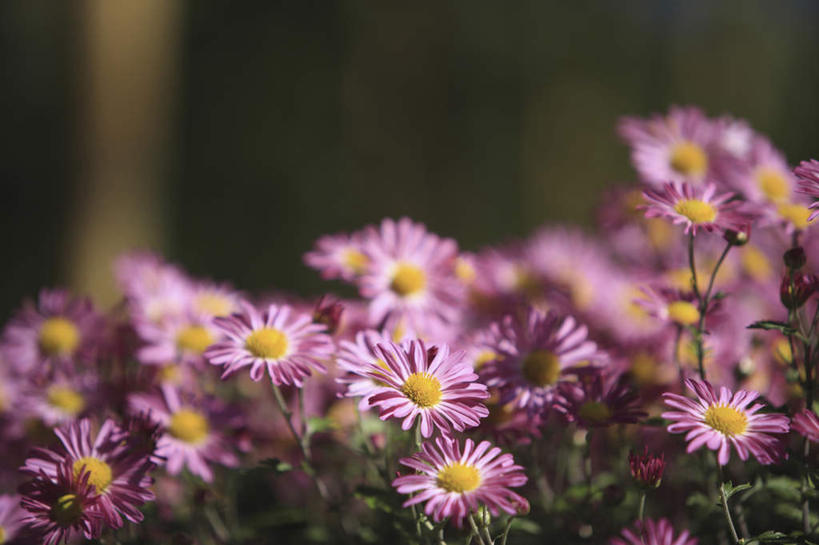 无人,横图,室外,特写,白天,正面,旅游,度假,快乐,幸福,花海,花圃,美景,植物,叶子,京都,日本,亚洲,许多,阴影,朦胧,模糊,盛开,光线,影子,景观,绿叶,玛格丽特,花蕾,娱乐,雏菊,花,花瓣,花朵,花卉,鲜花,绿色,阳光,自然,花丛,花田,花苞,花蕊,享受,休闲,嫩叶,菊花,景色,放松,活力,京都府,生长,成长,希望,坚强,自然风光,和平,东亚,离别,本州,本州岛,日本国,近畿地方,近畿,延命菊,幸福花,春菊,马兰头花,暗恋,纯情,单恋,天真,叶,叶片,彩图,愉快