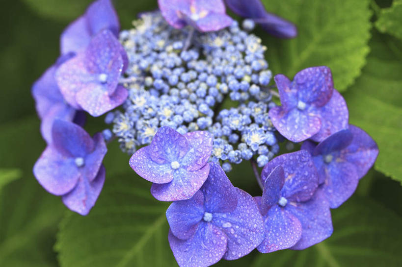 无人,横图,俯视,室外,白天,旅游,度假,骄傲,美景,植物,八仙花,叶子,日本,亚洲,许多,盛开,景观,绿叶,娱乐,花,花瓣,花朵,花卉,鲜花,蓝色,自然,花蕊,绣球花,享受,休闲,嫩叶,景色,放松,大阪,紫阳花,洋绣球,自然风光,东亚,本州,大阪府,本州岛,日本国,近畿地方,近畿,草绣球,斗球,七变化,粉团花,善变,叶,叶片,彩图,高角度拍摄